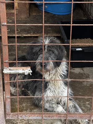 Olaf träumt von einem weichen und warmen Bettchen, Mischling - Rüde