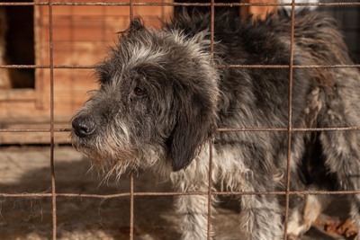 Olaf träumt von einem weichen und warmen Bettchen, Mischling - Rüde