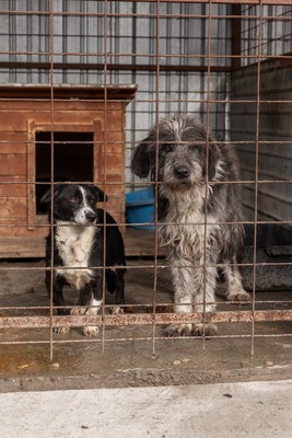 Olaf träumt von einem weichen und warmen Bettchen, Mischling - Rüde