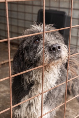 Olaf träumt von einem weichen und warmen Bettchen, Mischling - Rüde