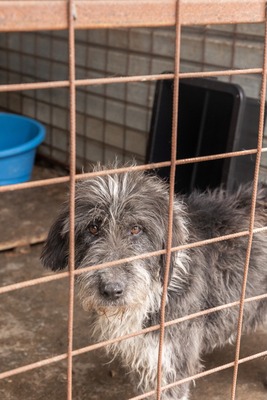 Olaf träumt von einem weichen und warmen Bettchen, Mischling - Rüde