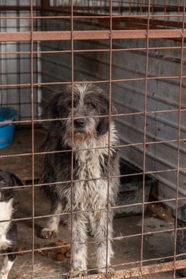 Olaf träumt von einem weichen und warmen Bettchen, Mischling - Rüde