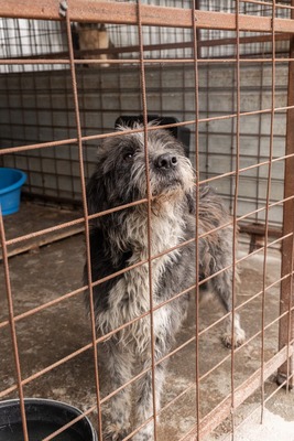 Olaf träumt von einem weichen und warmen Bettchen, Mischling - Rüde