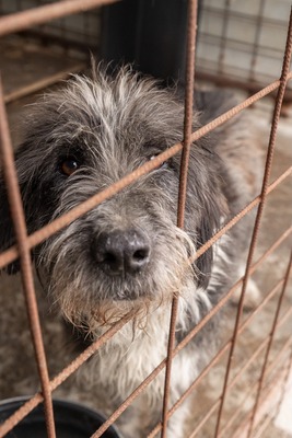 Olaf träumt von einem weichen und warmen Bettchen, Mischling - Rüde