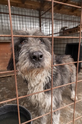 Olaf träumt von einem weichen und warmen Bettchen, Mischling - Rüde