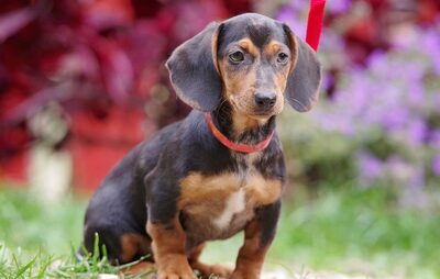Olanda, Dackelmischling Welpen - Hündin