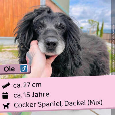 💐 Ole - Slowakei (ZM) Cocker Spaniel, Dackel (Mix) Rüde - liebenswert, Mischling - Rüde