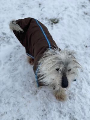 Oleg, - - Rüde