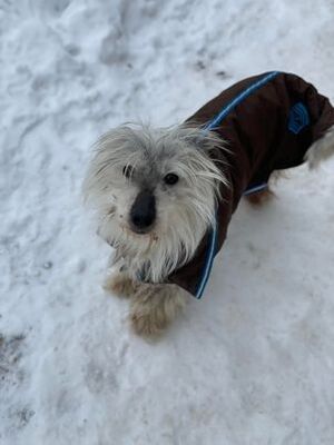 Oleg, - - Rüde