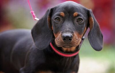 Olena, Dackelmischling Welpen - Hündin