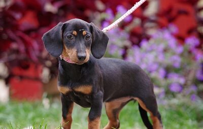 Olga, Dackelmischling Welpen - Hündin