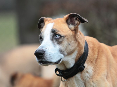 Olimpia, Mischling - Hündin