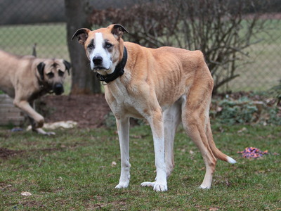 Olimpia, Mischling - Hündin