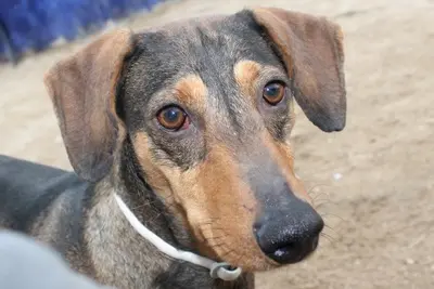 Oliver, Jagdhundmix - Rüde