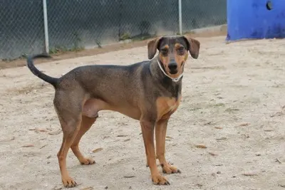 Oliver, Jagdhundmix - Rüde