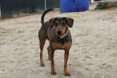 Oliver, Jagdhundmix - Rüde