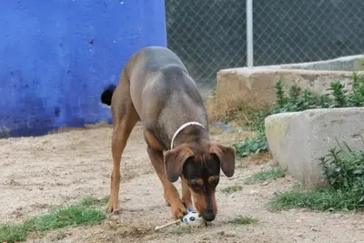 Oliver, Jagdhundmix - Rüde