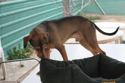 Oliver, Jagdhundmix - Rüde