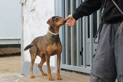 Oliver, Jagdhundmix - Rüde