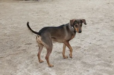 Oliver, Jagdhundmix - Rüde
