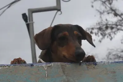 Oliver, Jagdhundmix - Rüde