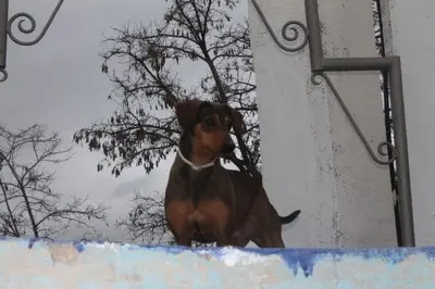 Oliver, Jagdhundmix - Rüde