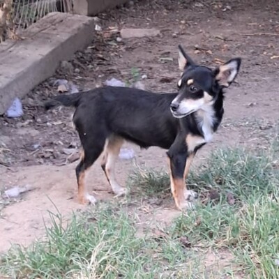 Olivia - eine sensible, vorsichtige Hündin, Pinscher-Mischling Welpen - Hündin