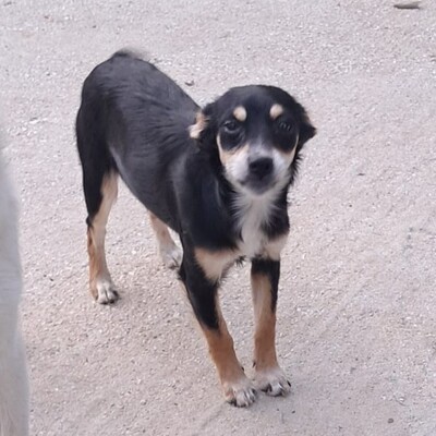 Olivia - eine sensible, vorsichtige Hündin, Pinscher-Mischling Welpen - Hündin