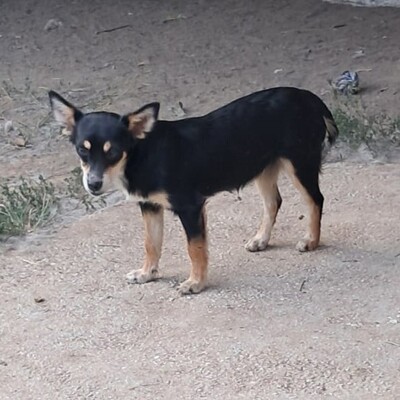 Olivia - eine sensible, vorsichtige Hündin, Pinscher-Mischling Welpen - Hündin