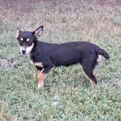 Olivia - eine sensible, vorsichtige Hündin, Pinscher-Mischling Welpen - Hündin