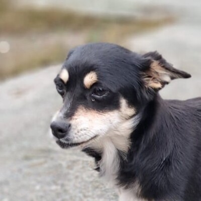 Olivia - eine sensible, vorsichtige Hündin, Pinscher-Mischling Welpen - Hündin