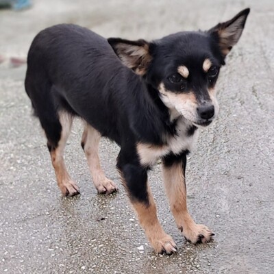 Olivia - eine sensible, vorsichtige Hündin, Pinscher-Mischling Welpen - Hündin