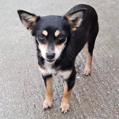 Olivia - eine sensible, vorsichtige Hündin, Pinscher-Mischling Welpen - Hündin