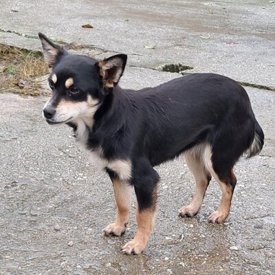 Olivia - eine sensible, vorsichtige Hündin, Pinscher-Mischling Welpen - Hündin