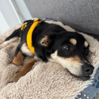 Olivia - sucht Nähe & Schmuseeinheiten 😇, Pinscher-Mischling Welpen - Hündin