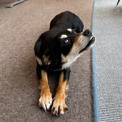 Olivia - sucht Nähe & Schmuseeinheiten 😇 / Reserviert, Pinscher-Mischling Welpen - Hündin