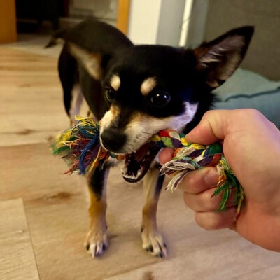 Olivia - sucht Nähe & Schmuseeinheiten 😇 / Reserviert, Pinscher-Mischling Welpen - Hündin