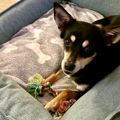 Olivia - sucht Nähe & Schmuseeinheiten 😇 / Reserviert, Pinscher-Mischling Welpen - Hündin