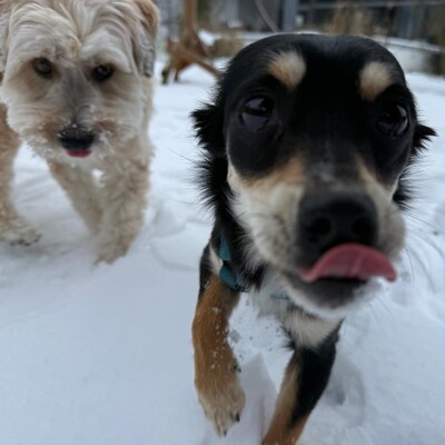 Olivia - sucht Nähe & Schmuseeinheiten 😇/ Vorgemerkt, Pinscher-Mischling Welpen - Hündin