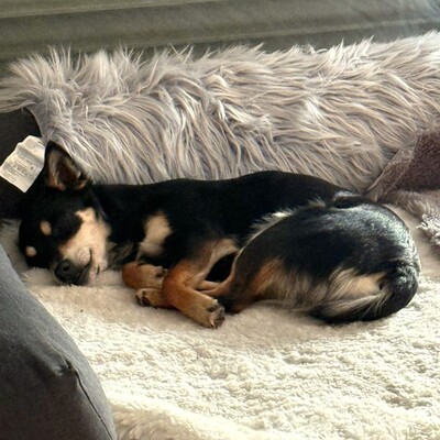 Olivia - sucht Nähe & Schmuseeinheiten 😇/ Vorgemerkt, Pinscher-Mischling Welpen - Hündin