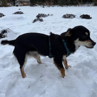 Olivia - sucht Nähe und Schmuseeinheiten 😇