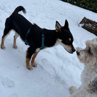 Olivia - sucht Nähe und Schmuseeinheiten 😇, Pinscher-Mischling Welpen - Hündin