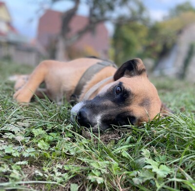 Olli, Herdenschutzhund-Mix - Rüde