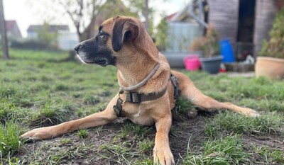 Olli, Herdenschutzhund-Mix - Rüde