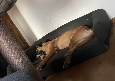 Olli, Herdenschutzhund-Mix - Rüde