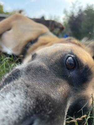 Olli, Herdenschutzhund-Mix - Rüde