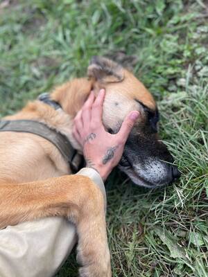 Olli, Herdenschutzhund-Mix - Rüde