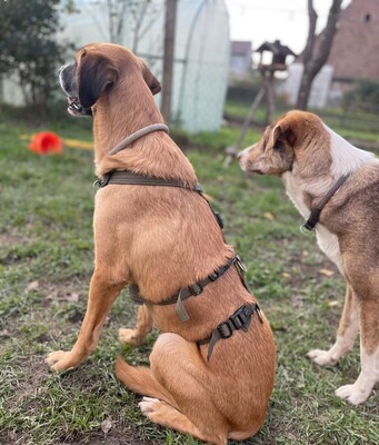 Olli, Herdenschutzhund-Mix - Rüde