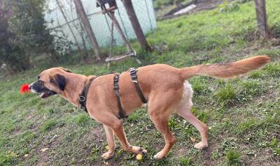 Olli, Herdenschutzhund-Mix - Rüde