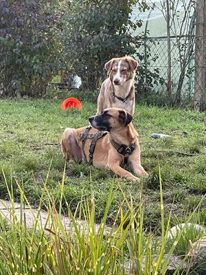 Olli, Herdenschutzhund-Mix - Rüde